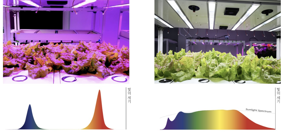 Nutrient growth chart under SunLike light